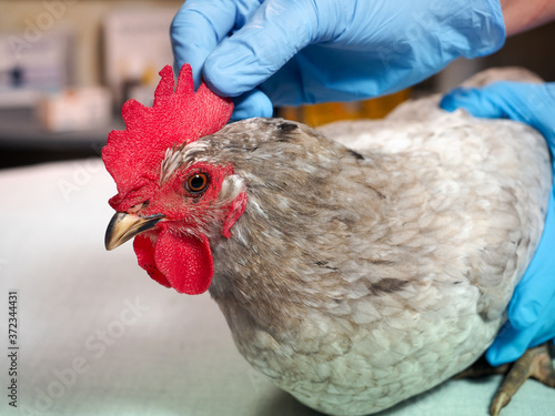 Fotografija The veterinarian examines the chicken