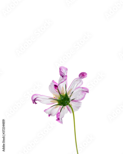 Fresh Delicate Pink and White Cosmos Flower on White Background