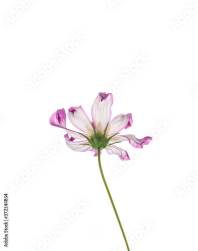 Fresh Delicate Pink and White Cosmos Flower on White Background