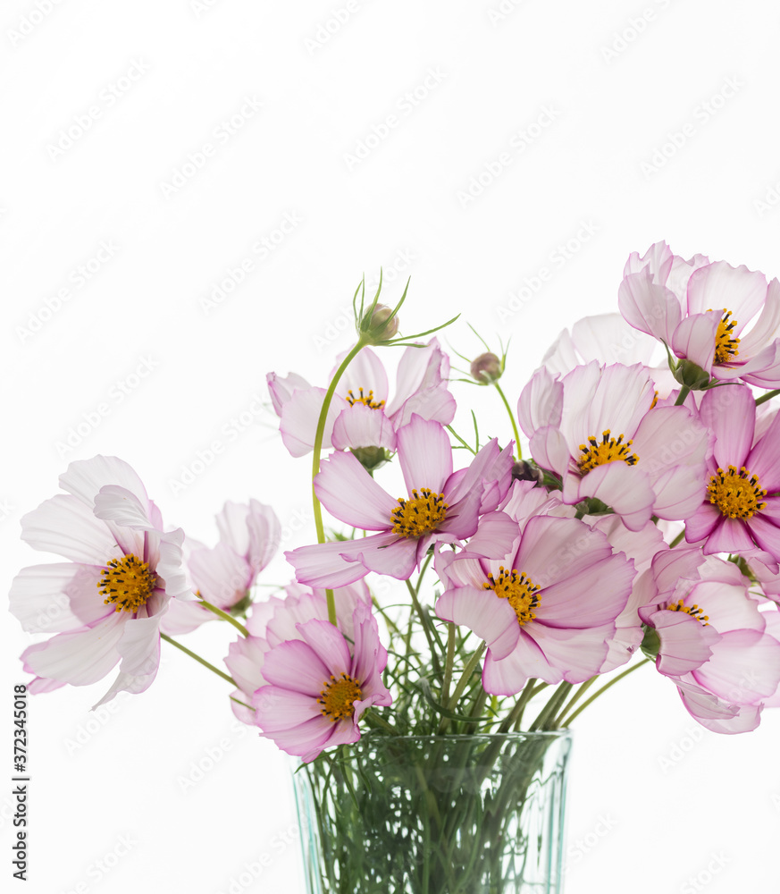 Naklejka premium Fresh Delicate Pink and White Cosmos Flowers on White Background