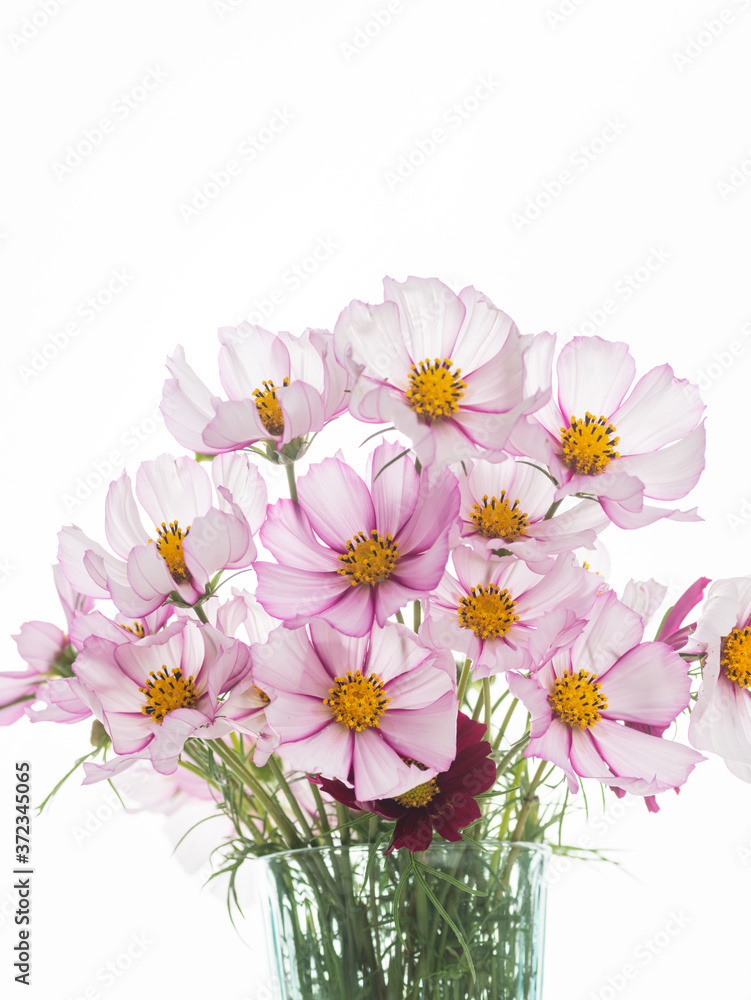 Fresh Delicate Pink and White Cosmos Flowers on White Background Fresh Delicate Pink and White Cosmos Flowers on White Background