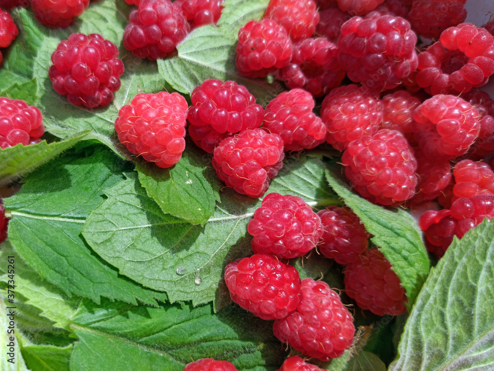 photo of raspberries and mint leaves. ingredients for mojito. Top view