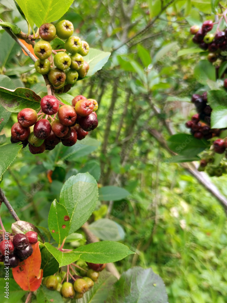 photo of chokeberry ripening on a branch on a cloudy day