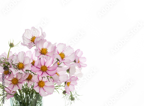 Fresh Delicate Pink and White Cosmos Flowers on White Background