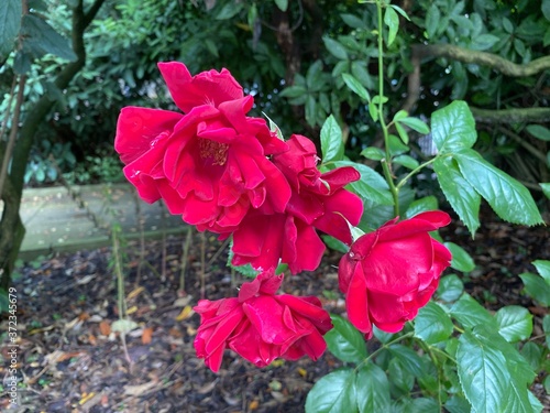 Red roses with green leaves, hanging near a wall in, Rawdon, Leeds, UK photo