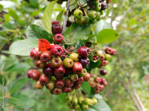 Obraz na płótnie photo of chokeberry ripening on a branch on a cloudy day w salonie