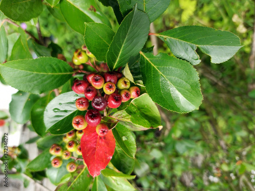 Obraz na płótnie photo of chokeberry ripening on a branch on a cloudy day w salonie