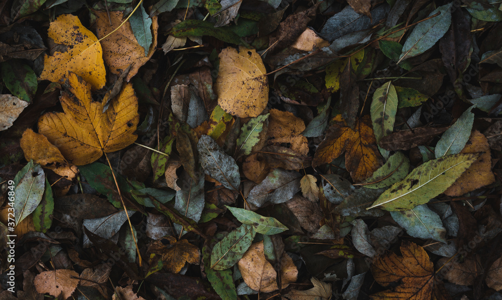 Autumn leaves on floor Autumn leaves on floor