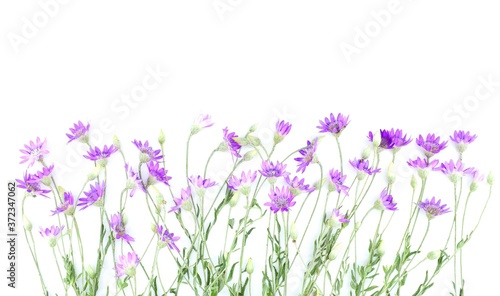 Wallpaper Mural Xeranthemum annuum flowers, isolated on white, also known as the annual everlasting or immortelle, is a symbol of eternity and immortality. Copy space. Torontodigital.ca