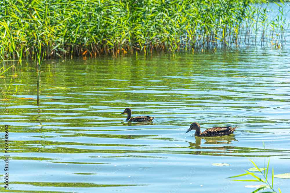 Krakower See, Krakow am See, Mecklenburgische Seenplatte