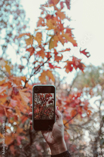 Taking photo of the autumn leaves photo