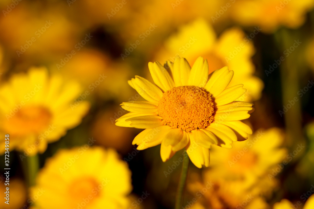 Obraz premium Bela flor amarela num campo de flores