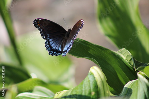 Canvas Print butterfly on a flower