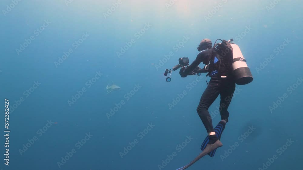 Diver films a sandbar shark Diver films a sandbar shark