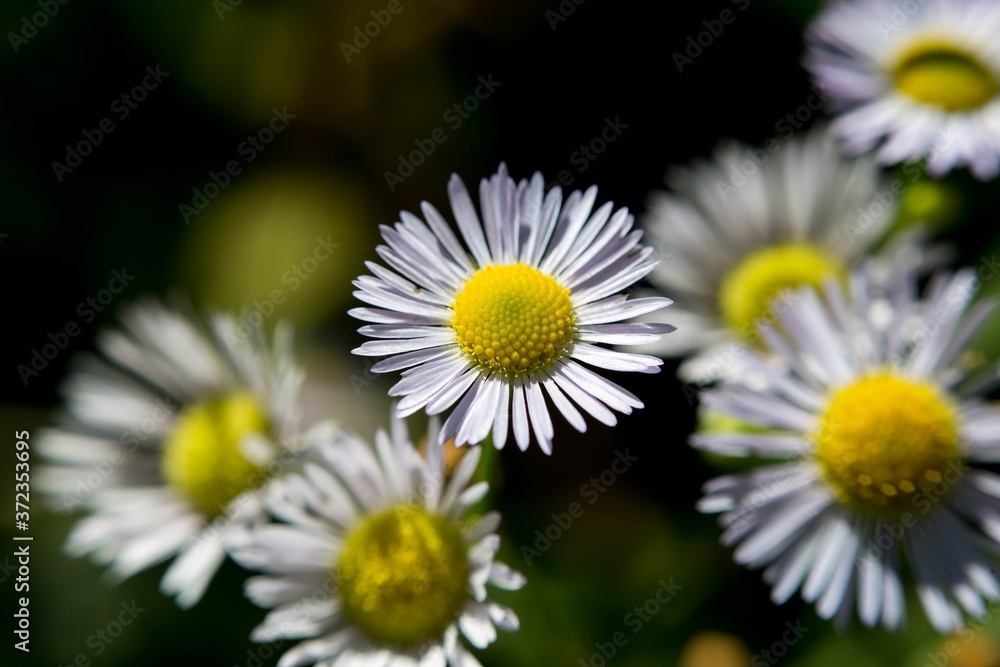 Macro blossom flower photo with blurred background, selective focus. Macro blossom flower photo with blurred background, selective focus.