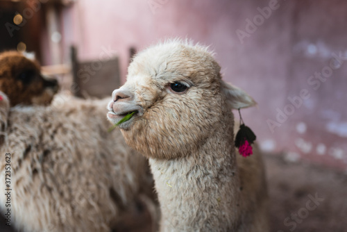 Shot of an alpaca eating photo