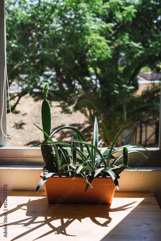 Fototapeta premium Cactus en maceta en casa