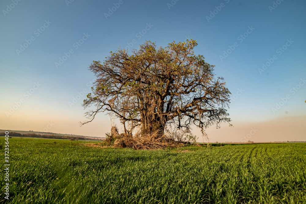 Obraz premium Estampas del campo