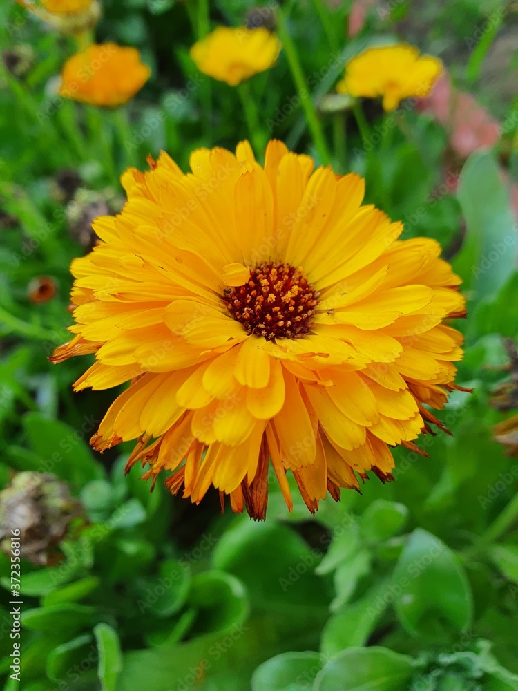 Beautiful flowers blooming in the Summer Beautiful flowers blooming in the Summer