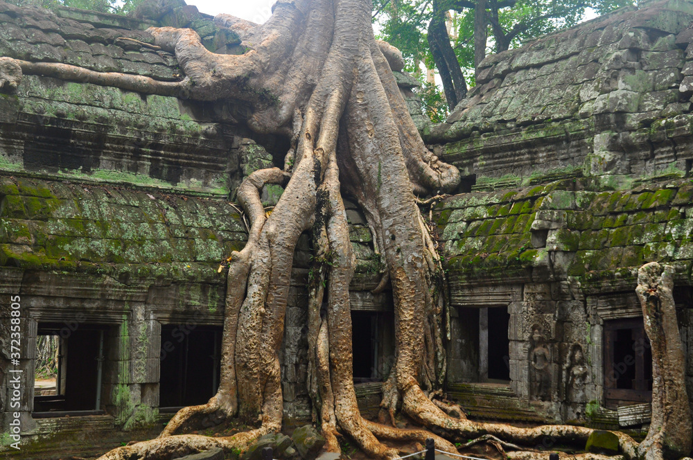 A large tree takes root in Ta Prohm temple in Cambodia