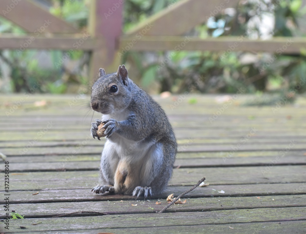 Male Eastern Gray Squirrel with ragged ears and short tail eating peanuts,  has large testicles. Stock Photo | Adobe Stock
