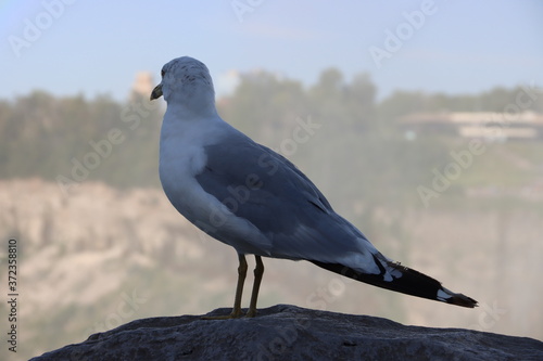 seagull on the beach