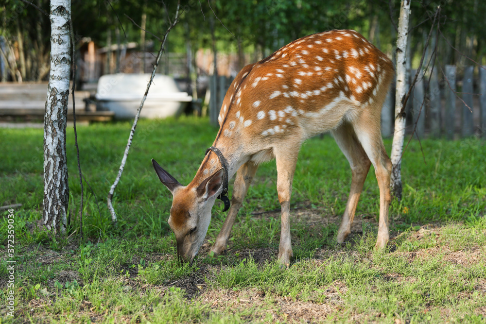 dappled deer walks in the meadow dappled deer walks in the meadow