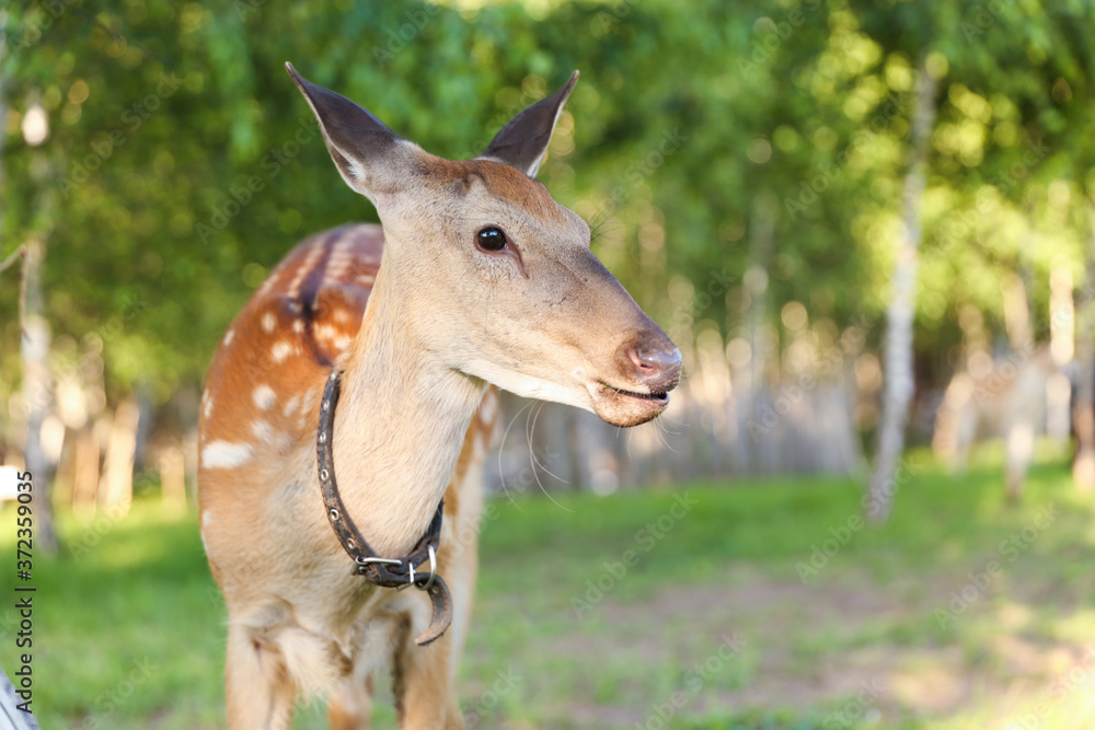 dappled deer walks in the meadow dappled deer walks in the meadow