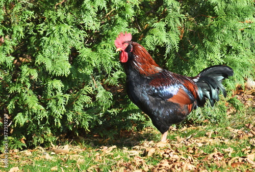 Black Rooster