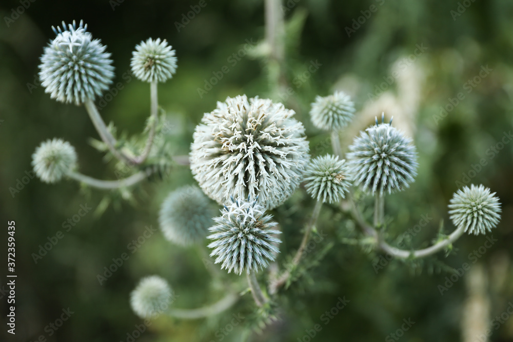 background with wild thorny plant close up background with wild thorny plant close up