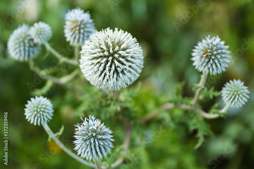 background with wild thorny plant close up