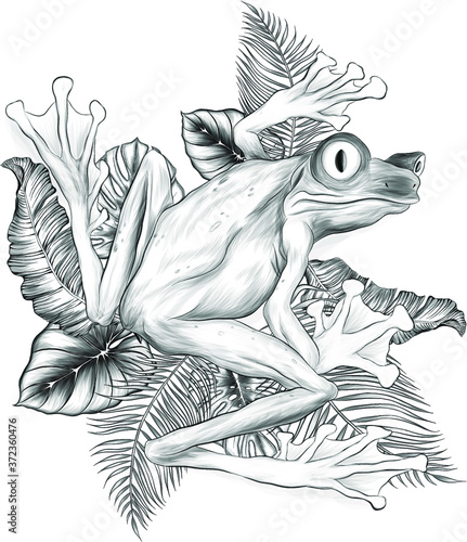 frog tropical and palm leaves vector illustration black and white 