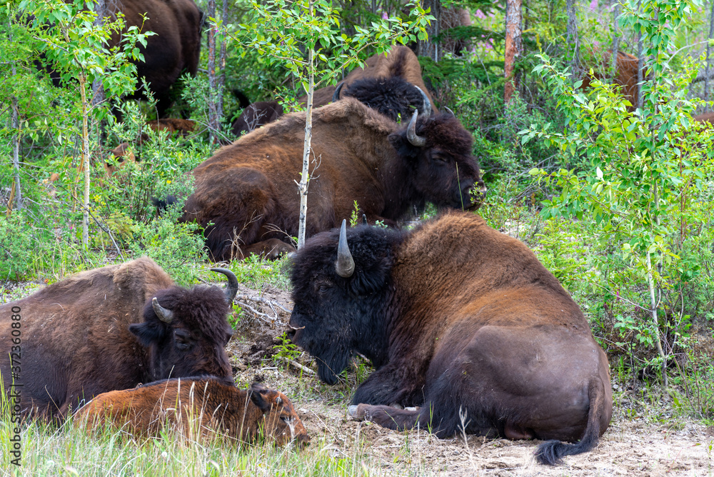 Herd of bison in the tree line on highway 3 on route to Yellowknife Northwest Territories Canada in a bison sanctuary Herd of bison in the tree line on highway 3 on route to Yellowknife Northwest Territories Canada in a bison sanctuary
