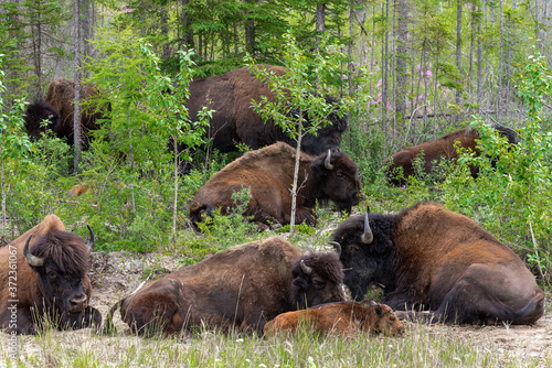Herd of bison in the tree line on highway 3 on route to Yellowknife Northwest Territories Canada in a bison sanctuary 