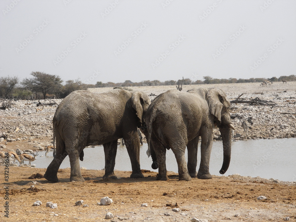 Fototapeta premium Elephants approaching the waterhole in Namibia, Africa