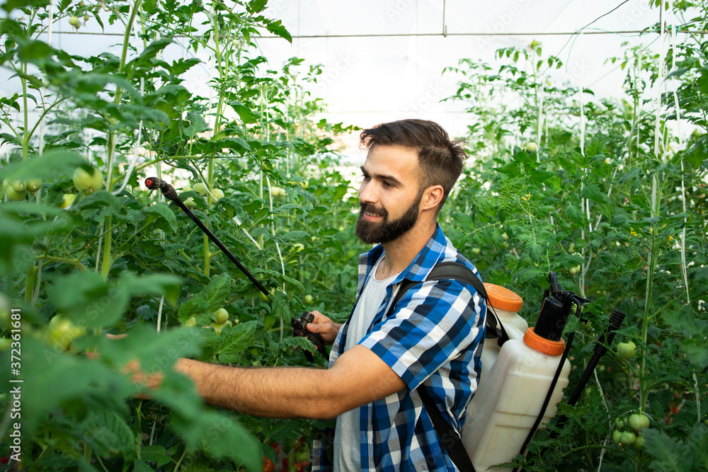 Organic vegetable food farm. Young bearded farmer worker spraying plants with pesticides to protect against disease. Holding sprayer and taking care of crops. Organic vegetable food farm. Young bearded farmer worker spraying plants with pesticides to protect against disease. Holding sprayer and taking care of crops.