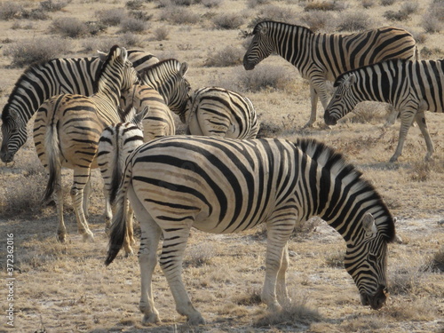 zebras in Ethosha National Park in Namibia  Africa