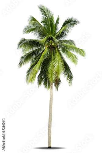 Coconut tree isolated on a white background.