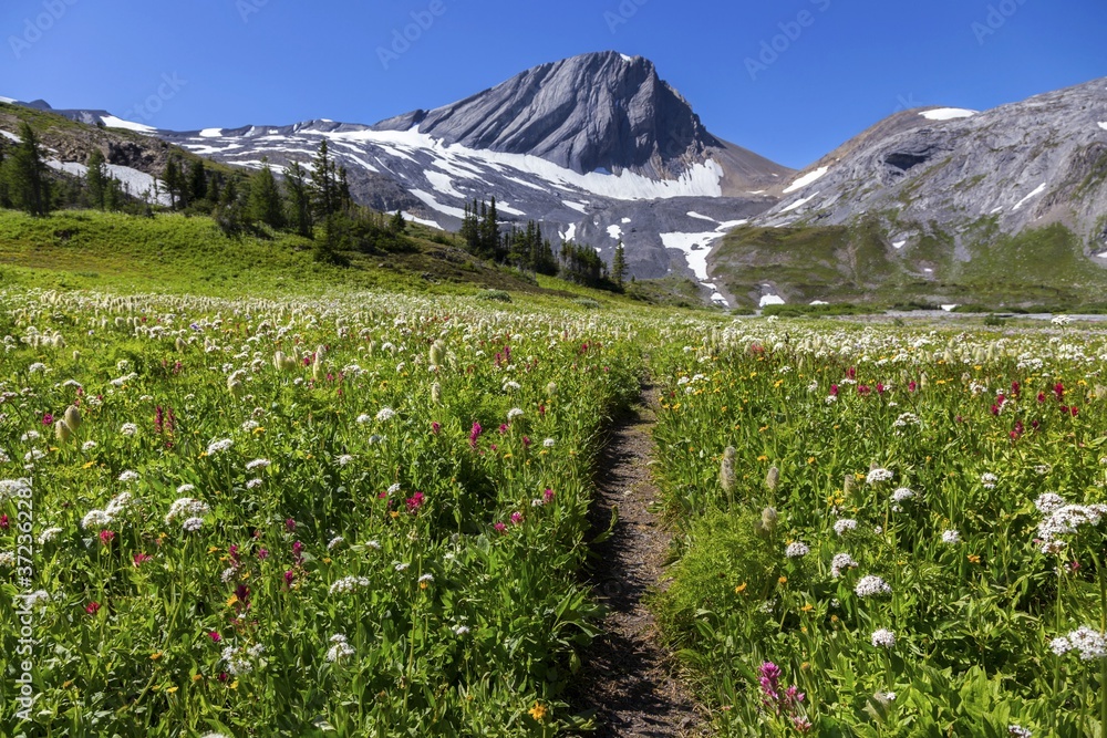 Hiking Trail in Green Alpine Meadow with Summertime Wildflowers and Blurred Rugged Rocky Mountain Peaks Background Landscape near Aster Lake in Kananaskis Country, Alberta Canada
