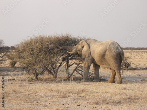 African elephant eating a tree in Ethosha National Park in Namibia, Africa