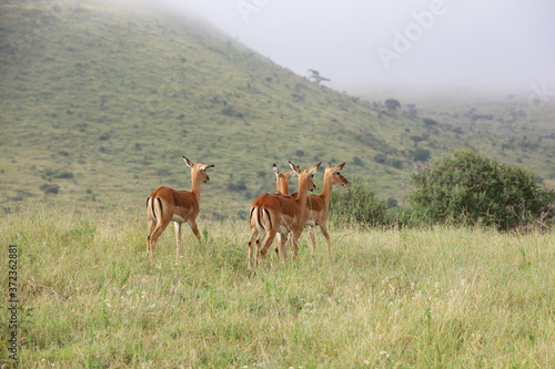 Photo of group of African impala antelope standing in field in Maasai Mara  Kenya  Africa