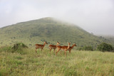 Photo of group of African impala antelope standing in field in Maasai Mara, Kenya, Africa