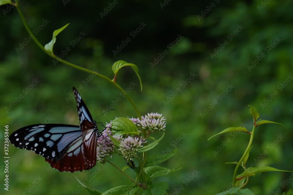 Obraz premium デコ対のアサギマダラ