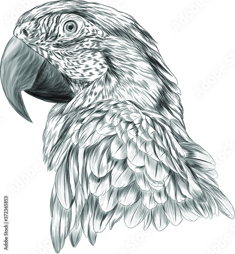 sketch black and white bird parrot macaw stroke black and white