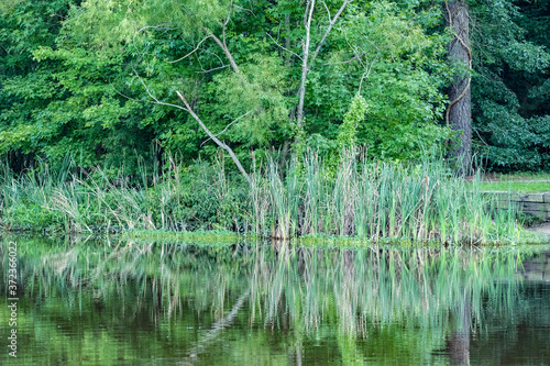 Green Pond Reflections