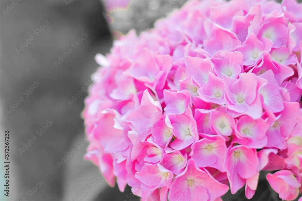 macro de una hermosa hortensia roja con fondo desenfocado, bokeh, jardín, belleza