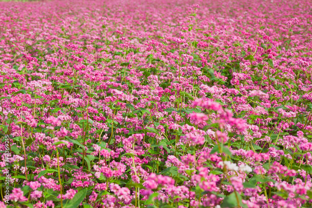 満開になった赤そばの花