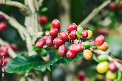 Café, semillas y granos de café en producción, cultivos de café de Chinchiná Caldas COlombia, eje Cafetero