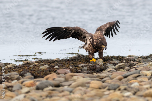 An immature bald eagle stands on a rocky beach with its large orange claws grasping its recent kill of fish carcass. The bird is bent over with its wings spread open. The animal's feathers are brown.