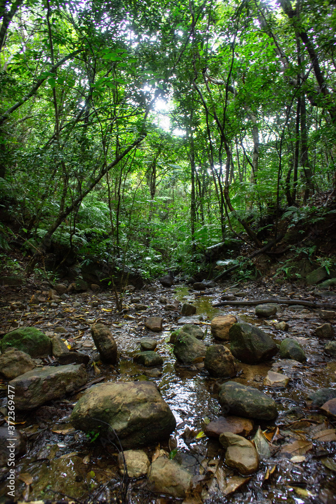 Fototapeta premium SONY DSC,forest,forestbathing.forestisland,landscape,rocks,water,river,trees,green,nature,japan,okinawa,iriomote,wildforest,toropical,plant,fresh,travel, 風景,森,森林浴,西表島,木,水,川,綺麗な空気,自然,